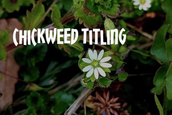 Discover the Charm of Chickweed Titling for Your Designs
